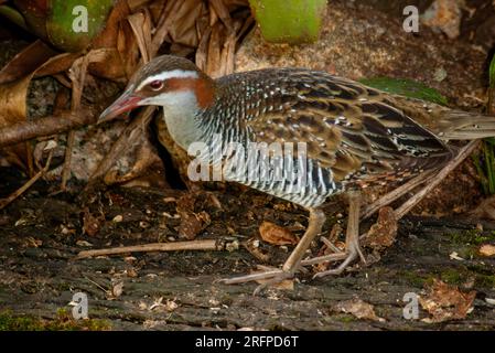 Buff-Banded Rail, Hypotaenidia philippensis, Malanda, Australia. Foto Stock