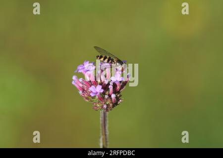 Femmina hoverfly Meliscaeva auricollis famiglia Syrphidae sul fiore di Purpletop vervain (Verbena bonariensis). Giardino olandese, estate, agosto. Foto Stock