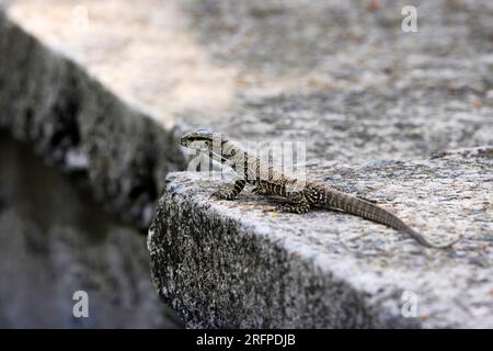 Monitor Lizard, Varanus albigularis, Odisha, India Foto Stock