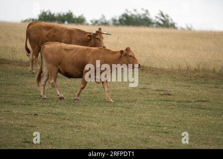 Due mucche europee marroni camminano sul prato Foto Stock