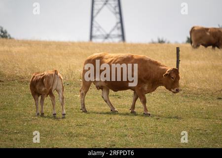 Mucca marrone europea con il suo vitello al pascolo in estate Foto Stock