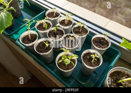 I pomodori giovani germogliano sul davanzale in primavera Foto Stock