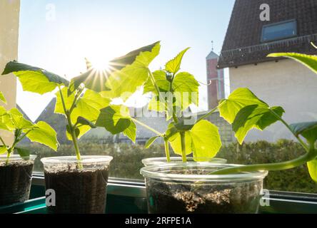 Giovani piante di cetriolo in pentole sul davanzale Foto Stock