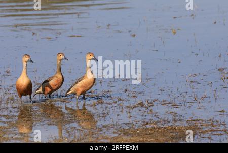 anatre fischianti minori Foto Stock