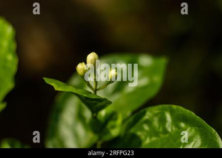 Germogli di fiori bianchi su alberi verdi che aspettano di fiorire e circondati da foglie verdi Foto Stock