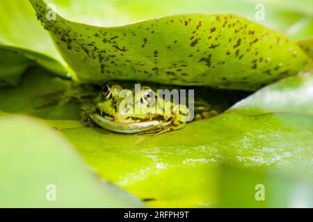 Una rana commestibile (Pelophylax esculentus) seduta sulla foglia di una ninfea bianca (Nymphaea alba). Foto Stock