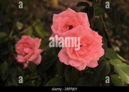bella salite rosa, piccola e leggera, aperta in vecchio stile Foto Stock