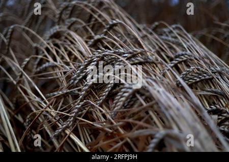 Fuchstal, Germania. 5 agosto 2023. Orecchie rovesciate di grano durante la pioggia mattutina. Credito: Karl-Josef Hildenbrand/dpa/Alamy Live News Foto Stock