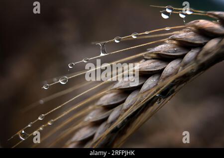 Fuchstal, Germania. 5 agosto 2023. Le gocce di pioggia si aggrappano a un'orecchia di grano la mattina presto. Credito: Karl-Josef Hildenbrand/dpa/Alamy Live News Foto Stock