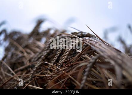 Fuchstal, Germania. 5 agosto 2023. Orecchie rovesciate di grano durante la pioggia mattutina. Credito: Karl-Josef Hildenbrand/dpa/Alamy Live News Foto Stock