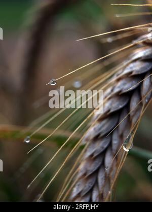 Fuchstal, Germania. 5 agosto 2023. Le gocce di pioggia si aggrappano a un'orecchia di grano la mattina presto. Credito: Karl-Josef Hildenbrand/dpa/Alamy Live News Foto Stock