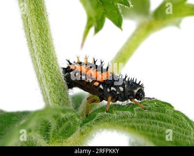 Larva di un ladybug, Harmonia axyridis su pianta di menta isolata su sfondo bianco, primo piano di una larva di ladybeetle Foto Stock