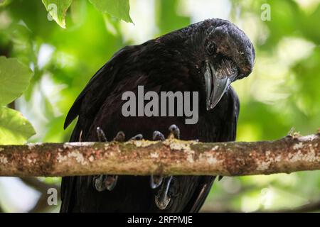 Corvo di Carrion (Corvus corone), arroccato sull'albero, Regno Unito, Europa Foto Stock