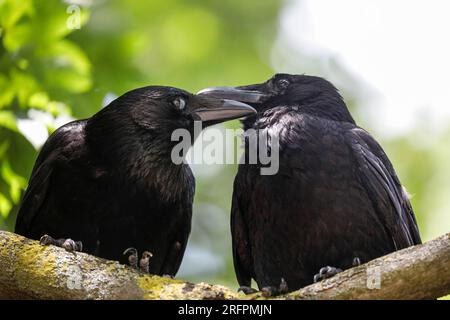 Due corvi di carretto (Corvus corone), che si preparano a vicenda, arroccati sugli alberi, Regno Unito, Europa Foto Stock