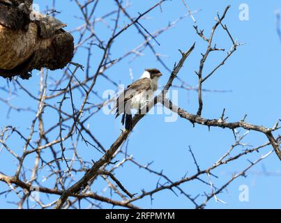 Un nascente Shrike con la corona bianca del Nord ha appena lasciato il nido dove è stato curato dai genitori e dai fratelli più grandi. Sono ancora curati. Foto Stock