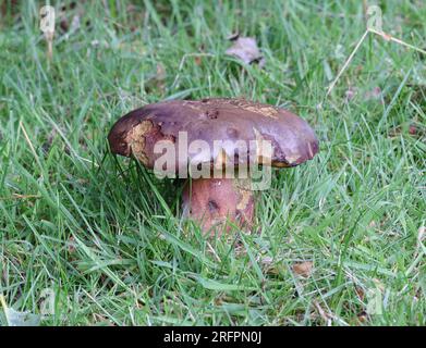 Scarletina Bolete - Neoboletus praestigiator Foto Stock