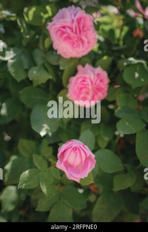 Campo di rose Damascena in soleggiata giornata estiva . Raccolta di petali di rosa per la produzione di profumi di olio di rosa. Villaggio Guneykent nella regione di Isparta, Turchia, un vero paradiso per l'ecoturismo. Foto Stock