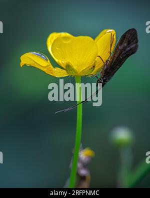 Fiore a forma di farfalla giallo in primavera su sfondo verde naturale. Messa a fuoco selettiva. Foto Stock