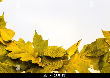 cornice di bordo di colorate foglie autunnali isolato su bianco. Foto Stock