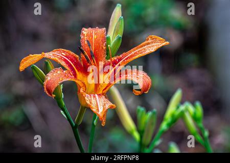 Fiore splendido arancione in una giornata piovosa Foto Stock