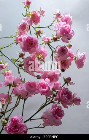 Luce rosa rosa isolato su sfondo bianco. Foto Stock