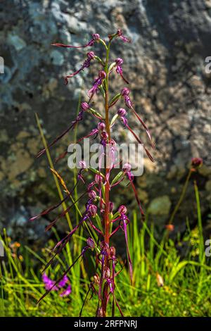 Fioritura rara pianta di orchidea Himantoglossum adriaticum, l'orchidea della lucertola adriatica in un prato. Il Parco Nazionale del Gran Sasso e dei Monti della Laga. Abruzzo Foto Stock