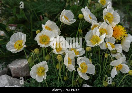 Papavero alpino bianco, Gran Sasso e Parco Nazionale dei Monti della Laga Abruzzo Foto Stock