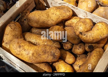 Cassa di legno piena di patate ancora sporche, vista dall'alto al mercato agricolo Foto Stock