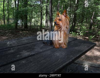 Quello sguardo che si ottiene quando il vostro Yorkie all'aperto sente qualcosa nella foresta Foto Stock