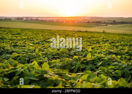 Un campo di giovani germogli di soia al tramonto. File di piante di soia in una piantagione agricola. Messa a fuoco selettiva. Foto Stock