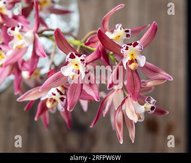 Uno stelo di fiori di orchidea di Cymbidium in primo piano in un vaso, petali rossi rosa, bianco cremoso, centro rosso giallo Foto Stock