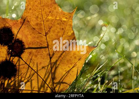 Varietà di grano invernale coperta da gocce di rugiada dopo gelo, grano fresco verde in campo in autunno Foto Stock