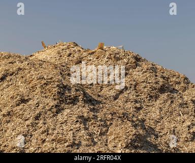 Un mucchio enorme di segatura in un'azienda di lavorazione del legno, segatura viene scaricata in mucchi enormi per ulteriore lavorazione Foto Stock