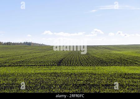 Varietà di grano invernale coperta da gocce di rugiada dopo gelo, grano fresco verde in campo in autunno Foto Stock