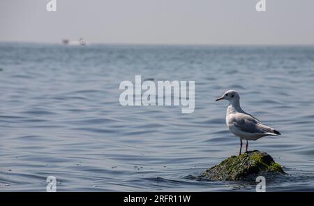 Gabbiano in piedi su vibranti rocce verdi e mossy vicino al mare. Foto Stock