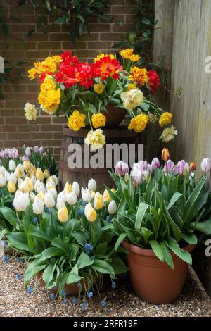 tulipani bianchi, rossi e gialli in pentole che illuminano un angolo del giardino Foto Stock