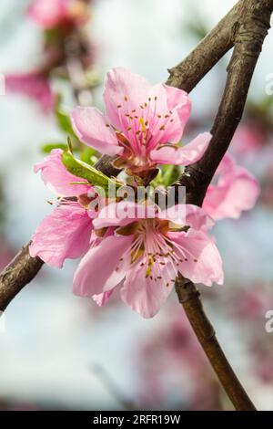 Rami di pesca densamente ricoperti di fiori rosa - abbondante fioritura dell'albero da frutto. Foto Stock