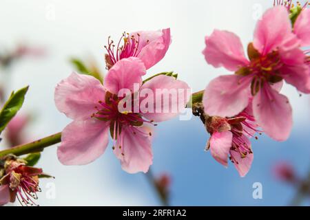 Rami di pesca densamente ricoperti di fiori rosa - abbondante fioritura dell'albero da frutto. Foto Stock