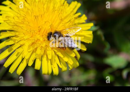 Primo piano della femmina dell'ape da miniera a zampe gialle, Andena flavipes su un fiore giallo di dente di leone, Taraxacum officinale. Foto Stock