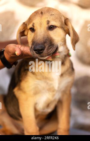 Salvataggio adozione cane ritratto cucciolo con sguardo triste sul volto Foto Stock