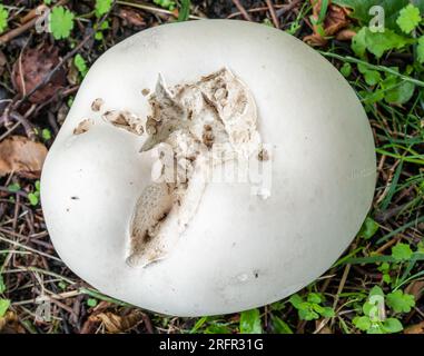 Calvatia gigantea Mushrooom, comunemente noto come il puffball gigante Foto Stock