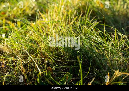 Varietà di grano invernale coperta da gocce di rugiada dopo gelo, grano fresco verde in campo in autunno Foto Stock