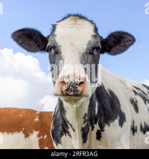 Testa di mucca, viso bianco e nero dall'aspetto delicato, naso rosa, ripresa media davanti a un cielo blu Foto Stock