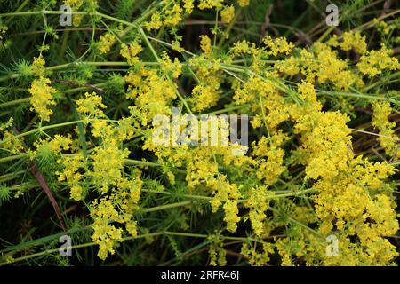 Galium verum cresce tra le erbe in natura Foto Stock