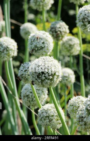 Le cipolle vegetali, coltivate sui semi, fioriscono in giardino Foto Stock