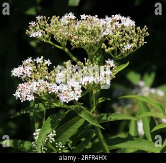 In estate fioriscono erbacei di sambucus (sambucus ebulus) Foto Stock