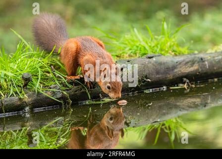 Uno scoiattolo rosso (Sciuris vulgaris) su un tronco. In realtà sta quasi cadendo in acqua cercando di prendere una noce. Yorkshire, Regno Unito Foto Stock