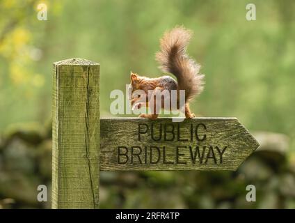 Fondo in alto. Una foto comica di uno scoiattolo rosso minacciato, che mangia una noce in un posto pubblico di Bridleway nello Yorkshire, Regno Unito Foto Stock