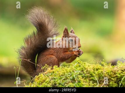 Primo piano di uno scoiattolo rosso ( Sciurus vulgaris ) su sfondo verde chiaro . Sta mangiando una noce su una banca di muschi . Yorkshire, Regno Unito. Foto Stock