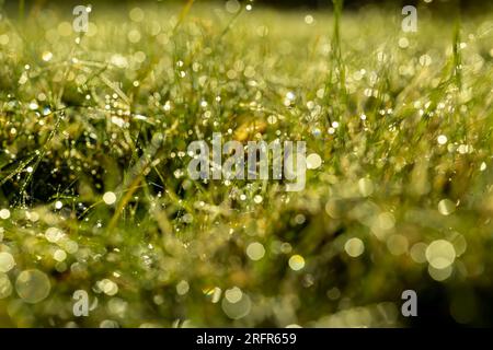 Varietà di grano invernale coperta da gocce di rugiada dopo gelo, grano fresco verde in campo in autunno Foto Stock